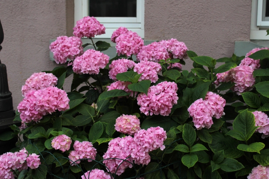 Pink flowers in a bush.