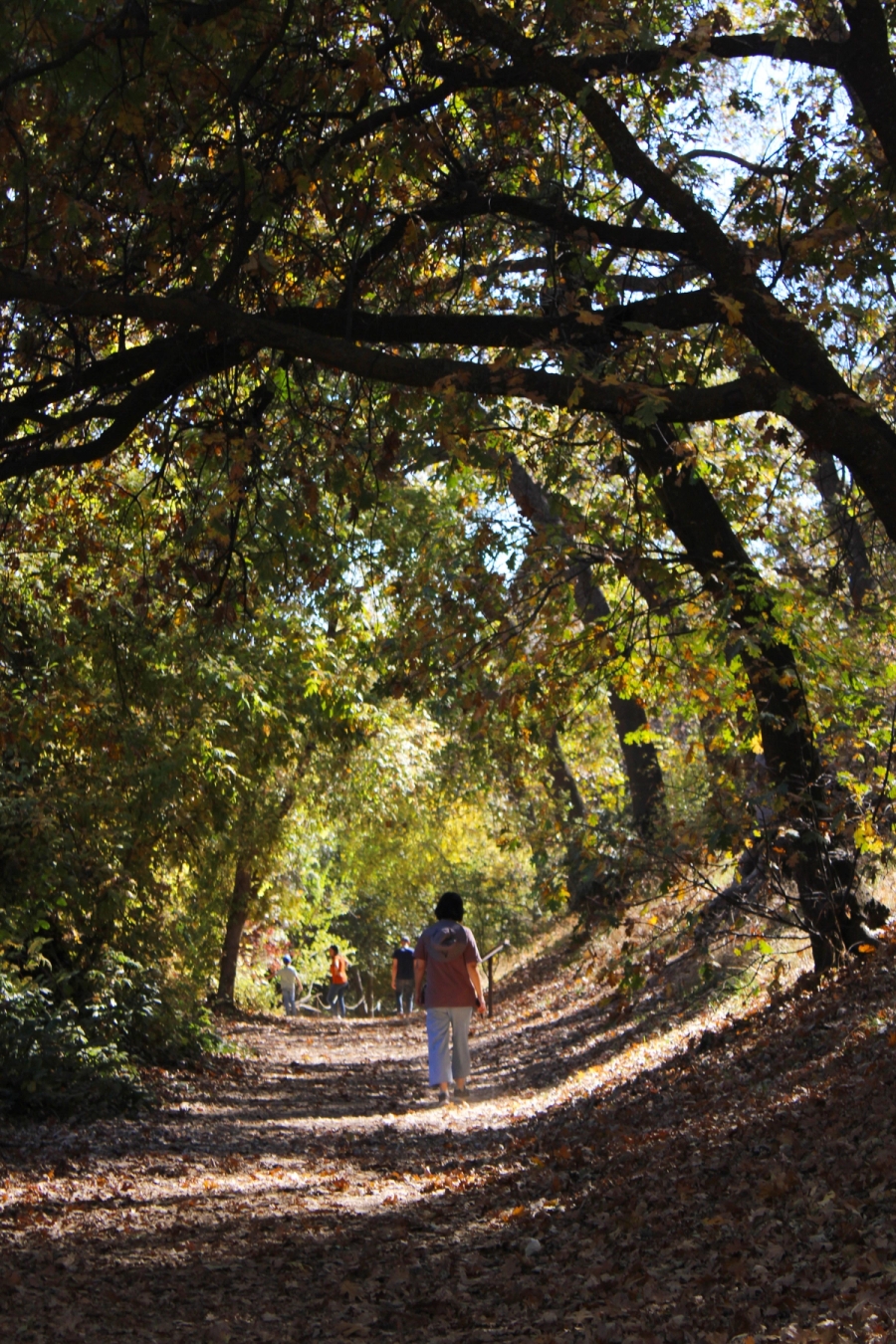 Women walking through the path between trees.