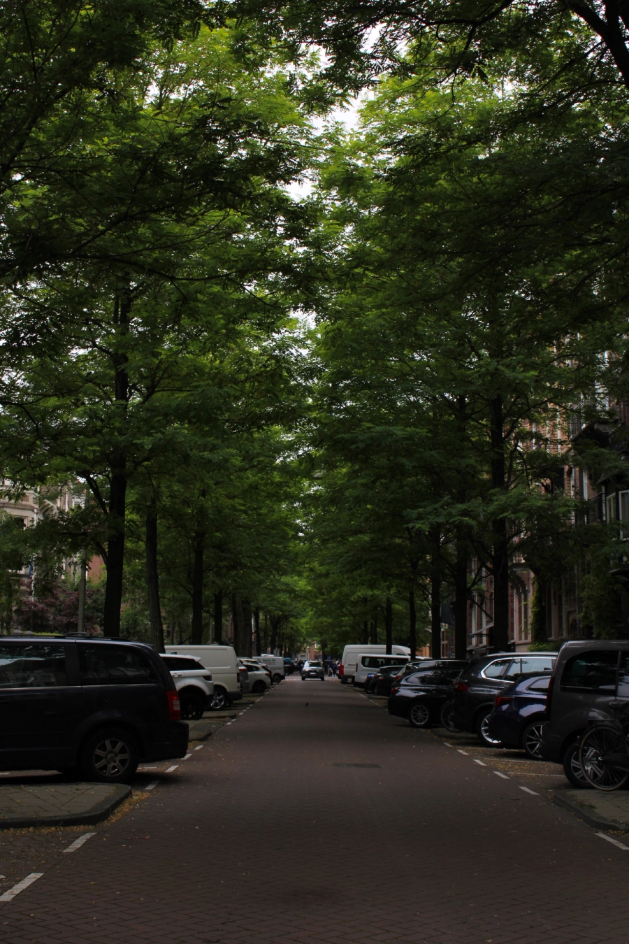 Trees making a tunnel on the street.