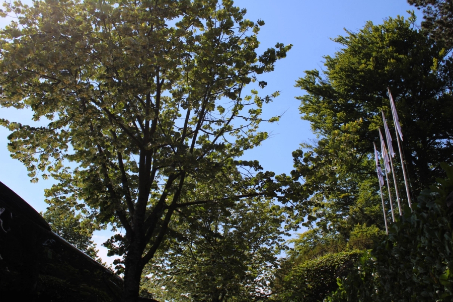 Low POV of trees.