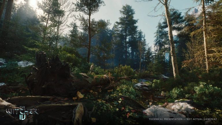 The Witcher IV: Sunlit forest clearing with conifers, fallen branches, and patches of snow.