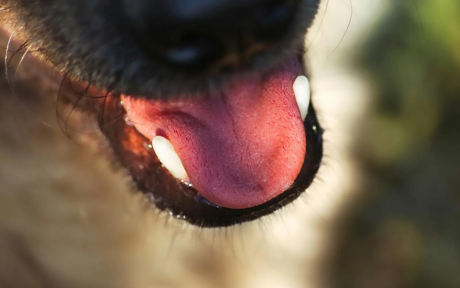 A close up of a dog's face with its tongue out