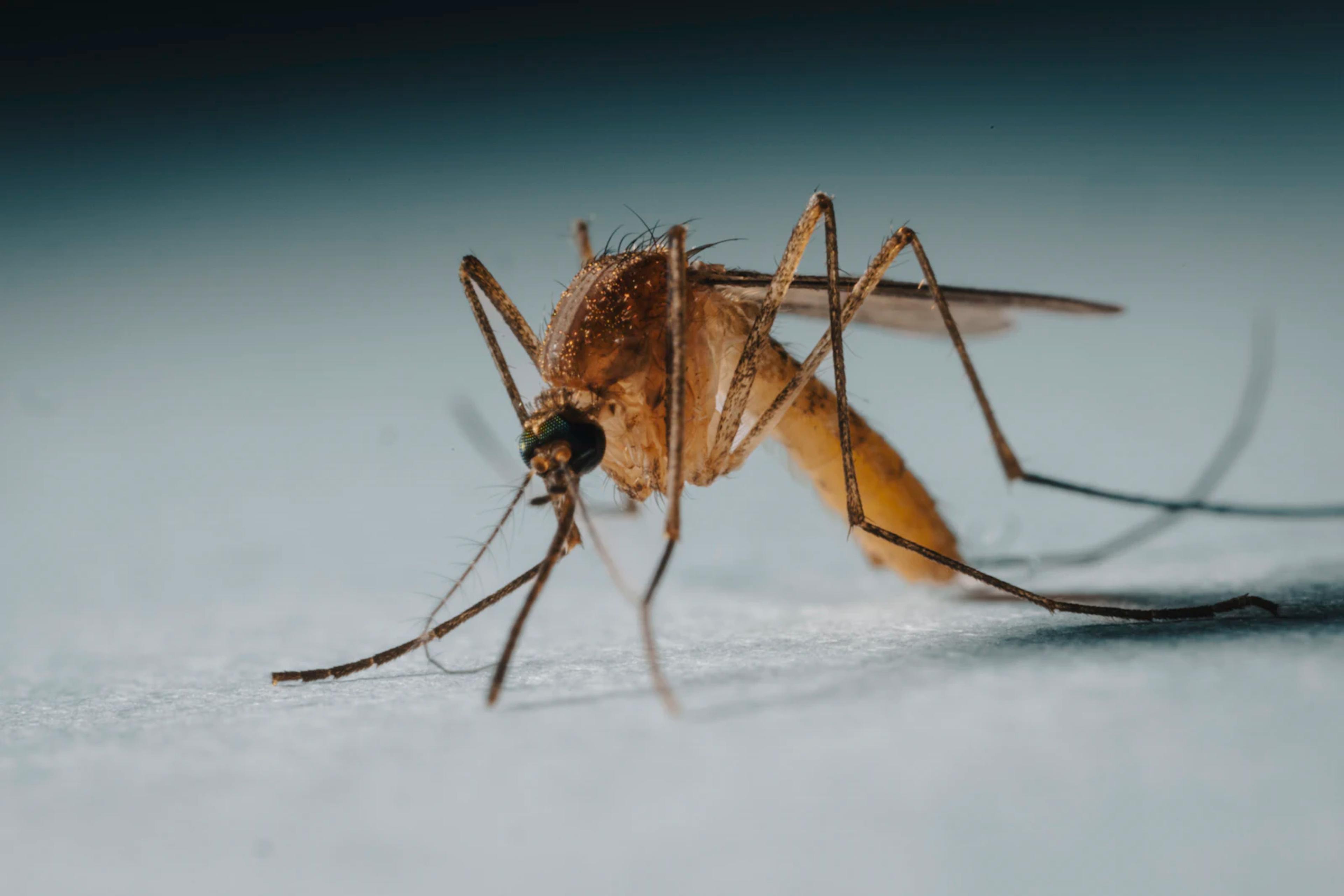 Close-up of a mosquito