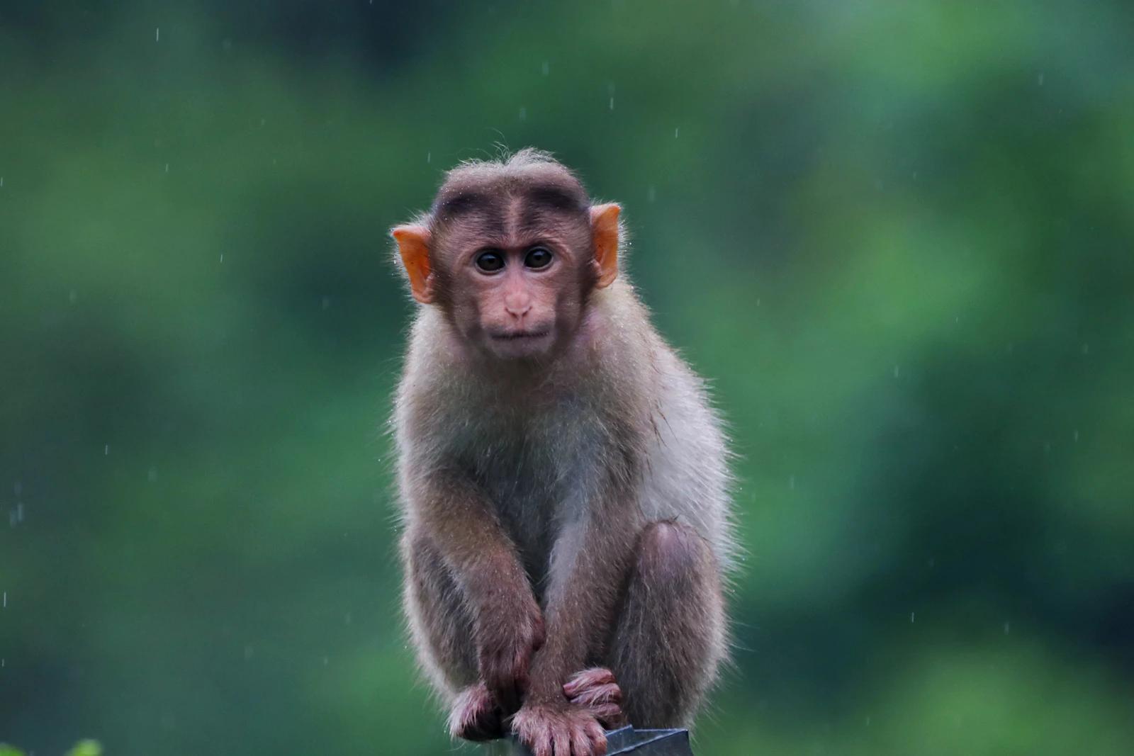 Macaque monkey