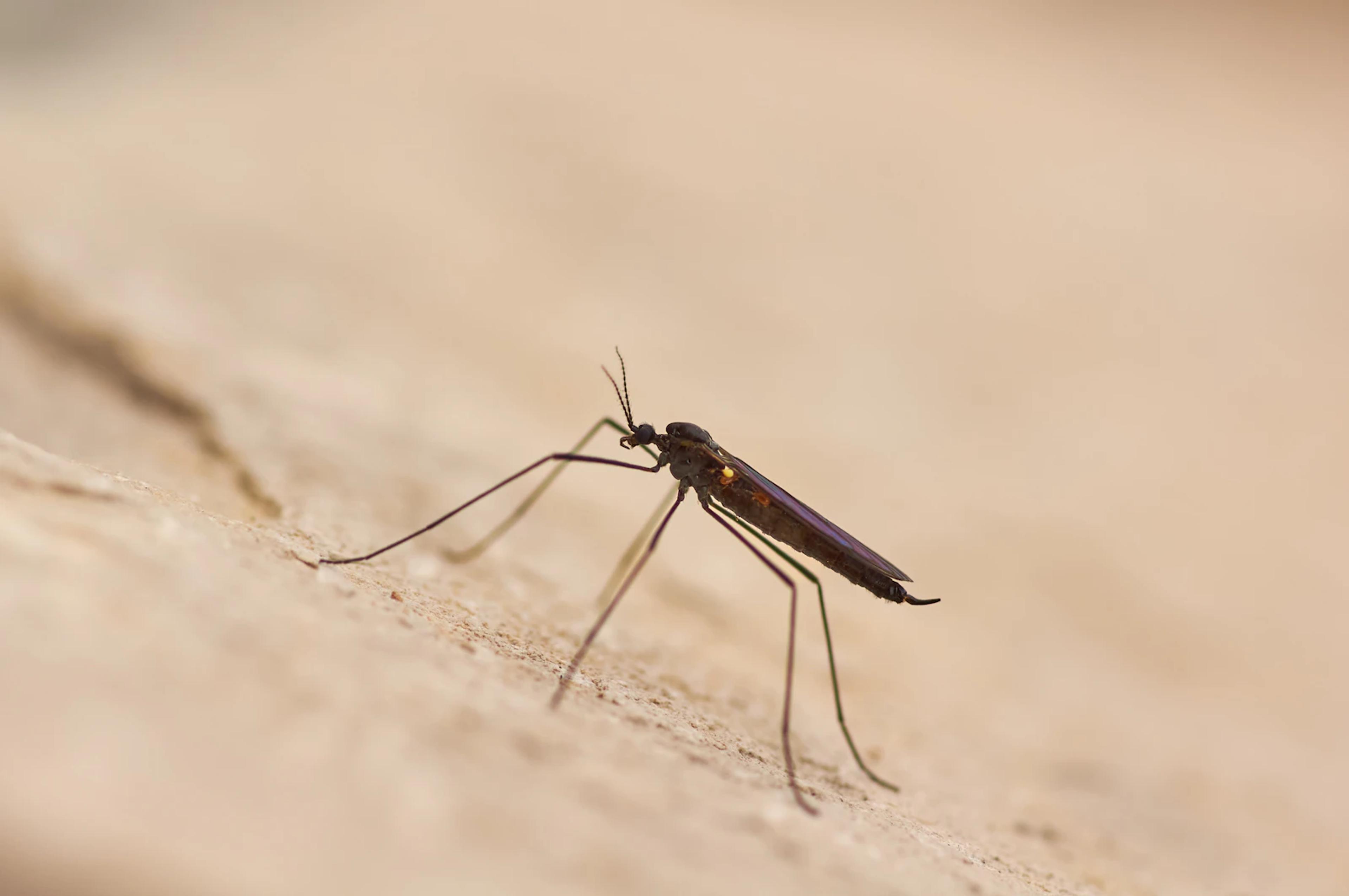 Mosquito on skin