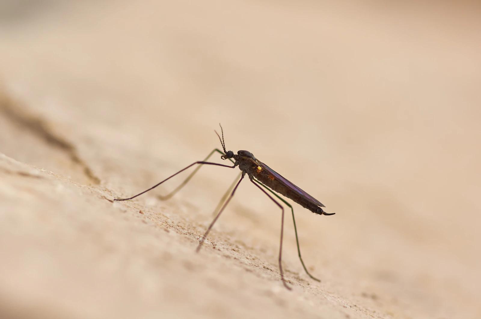 Mosquito on skin