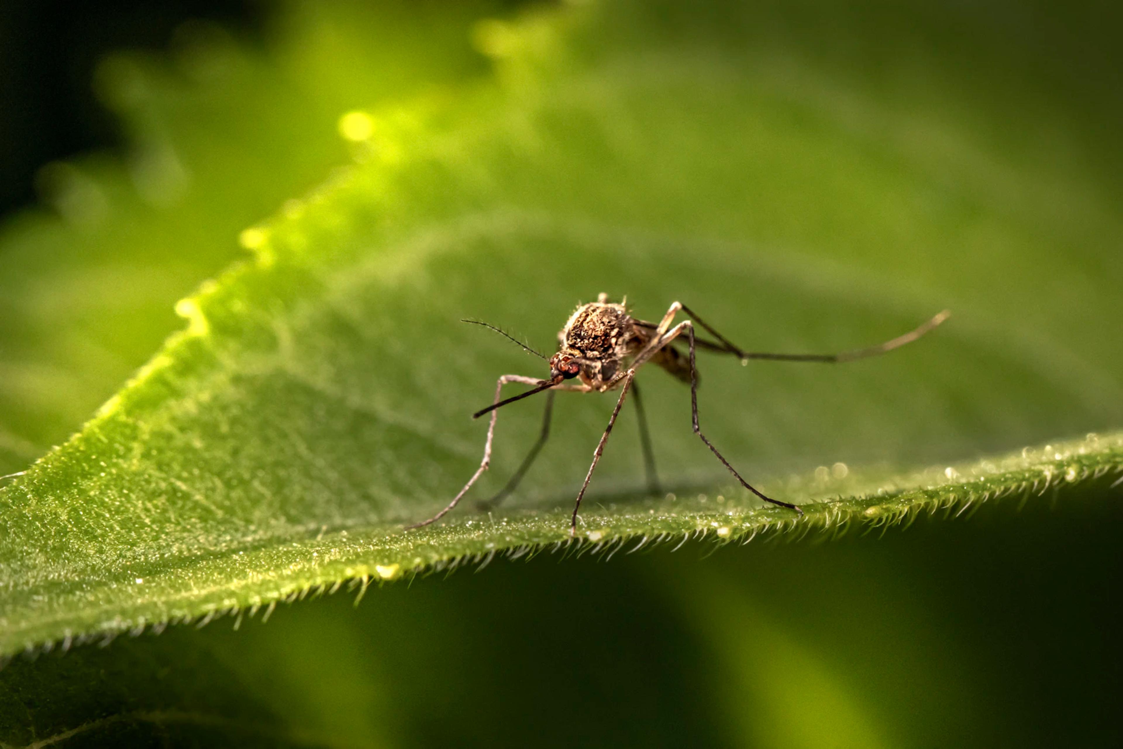 Mosquito resting on a leaf