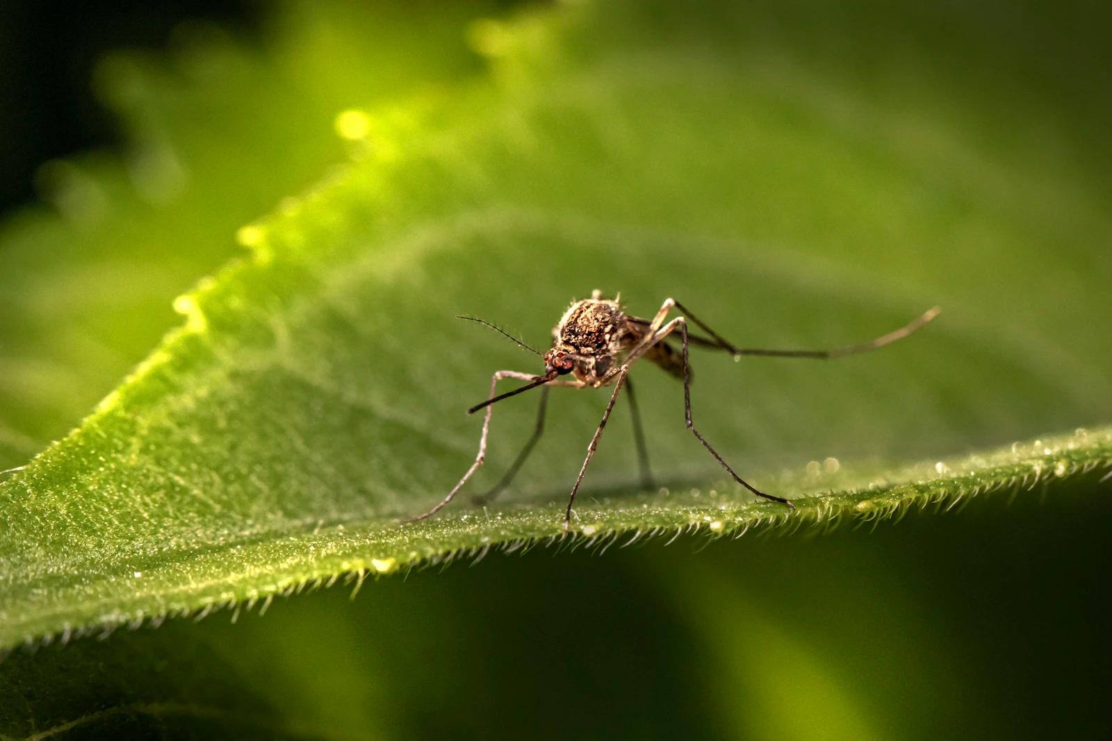 Mosquito resting on a leaf