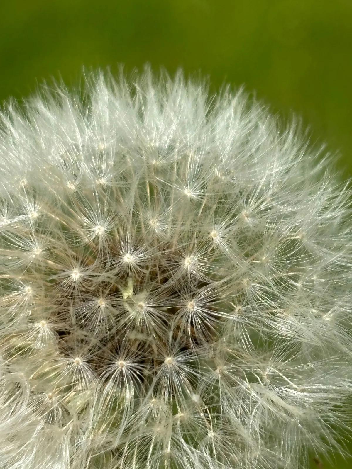 A close-up of a dandelion seed head.