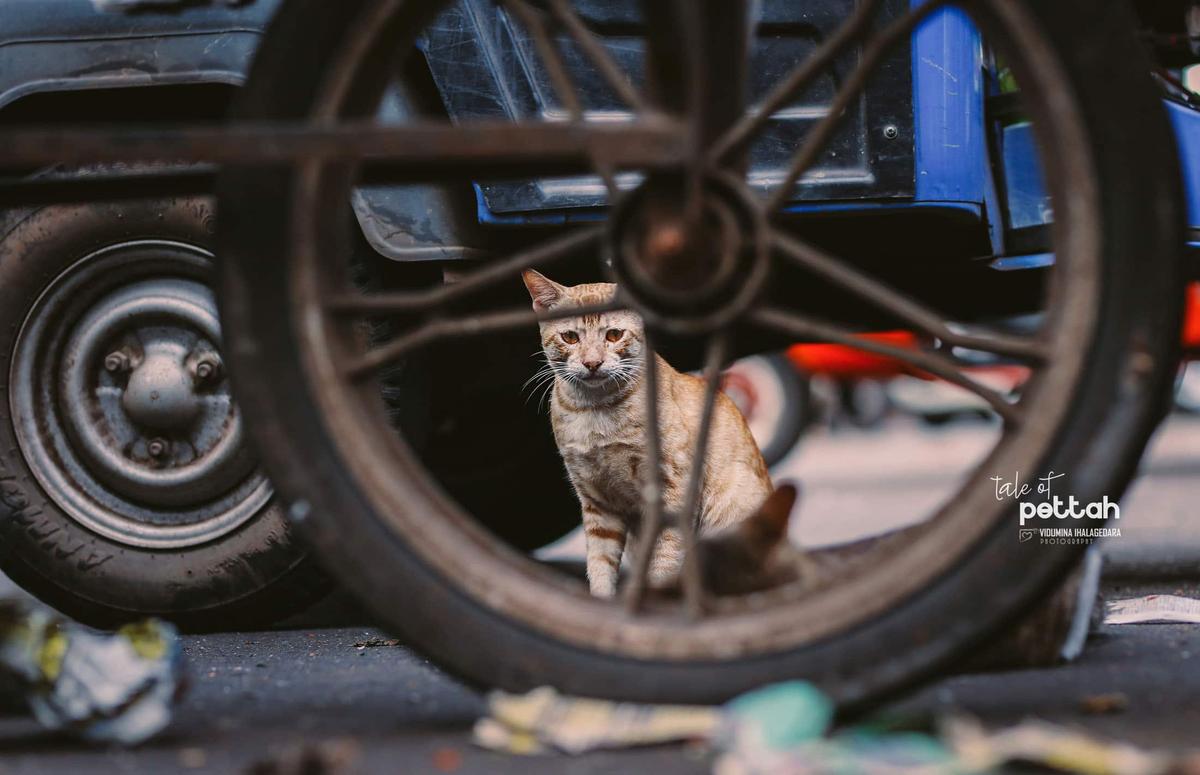Tale of Pettah