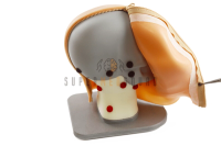 Head and Neck Lymph Node Palpation Trainer