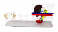 Abdominal Endoscopic Ultrasound and Biopsy Trainer