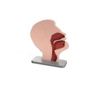 Nasal and Oral Swab Collection Trainer