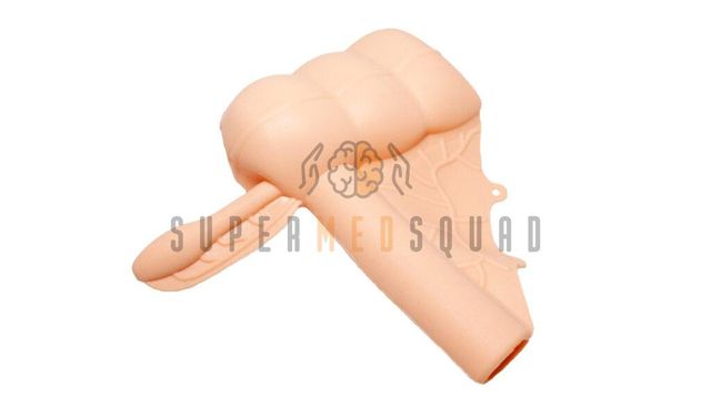 Modello intestinale con appendice