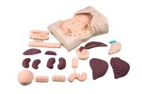 XR-Body normal and pathological organ set