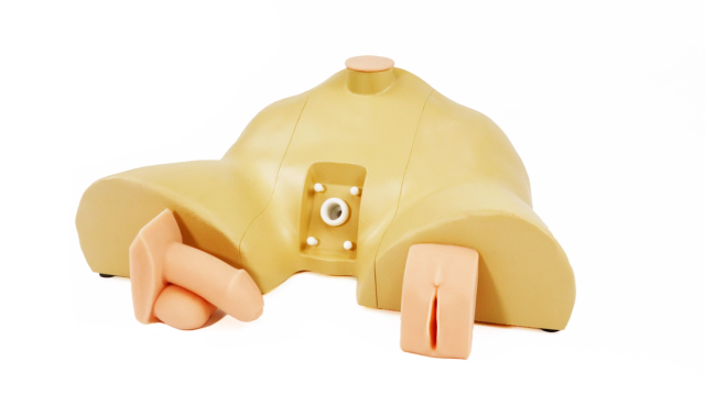 Urinary Catheterization Trainer
