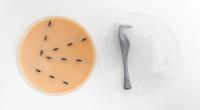 Tick Removal Trainer