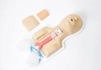Bronchoscopy-Guided Cricothyrotomy and Tracheostomy Trainer