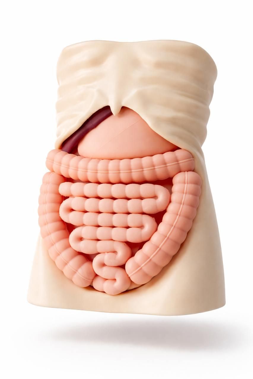 Pediatric Abdominal Palpation Trainer