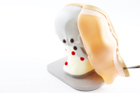 Head and Neck Lymph Node Palpation Trainer