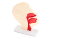 Nasal and Oral Swab Collection Trainer