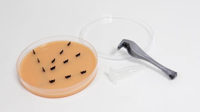 Tick Removal Trainer