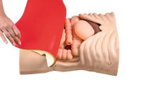 Removable skin revealing the abdominal organs