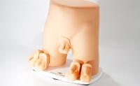 Pediatric Scrotal Examination Trainer