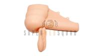 Bowel Model with Appendix