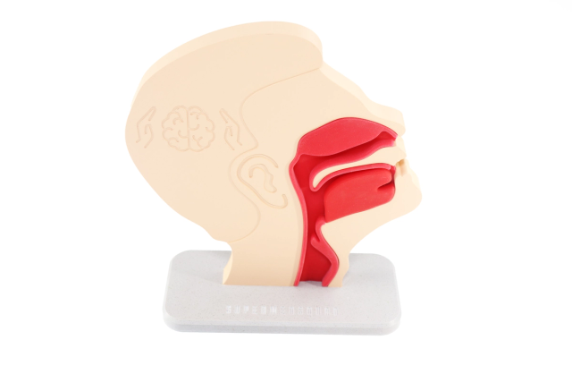 Nasal and Oral Swab Collection Trainer