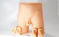 Pediatric Scrotal Examination Trainer