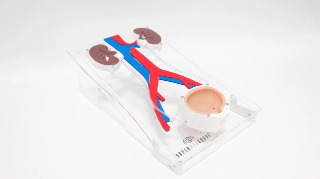 Renal Stent Placement Trainer