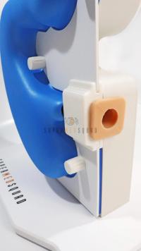Gastroscopy Trainer (Simplified Version)