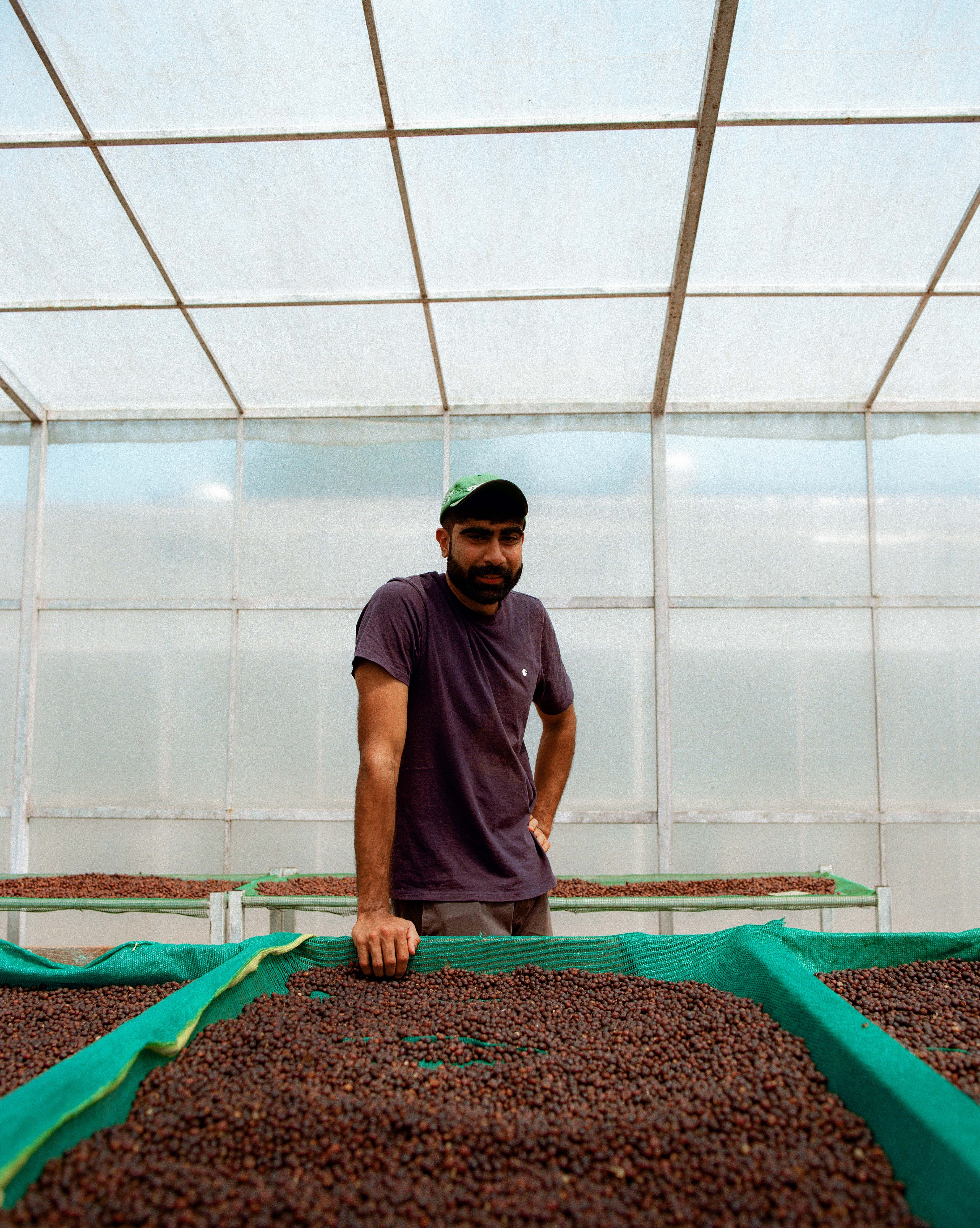 A man in a green cap stands by trays of drying coffee beans in a greenhouse.