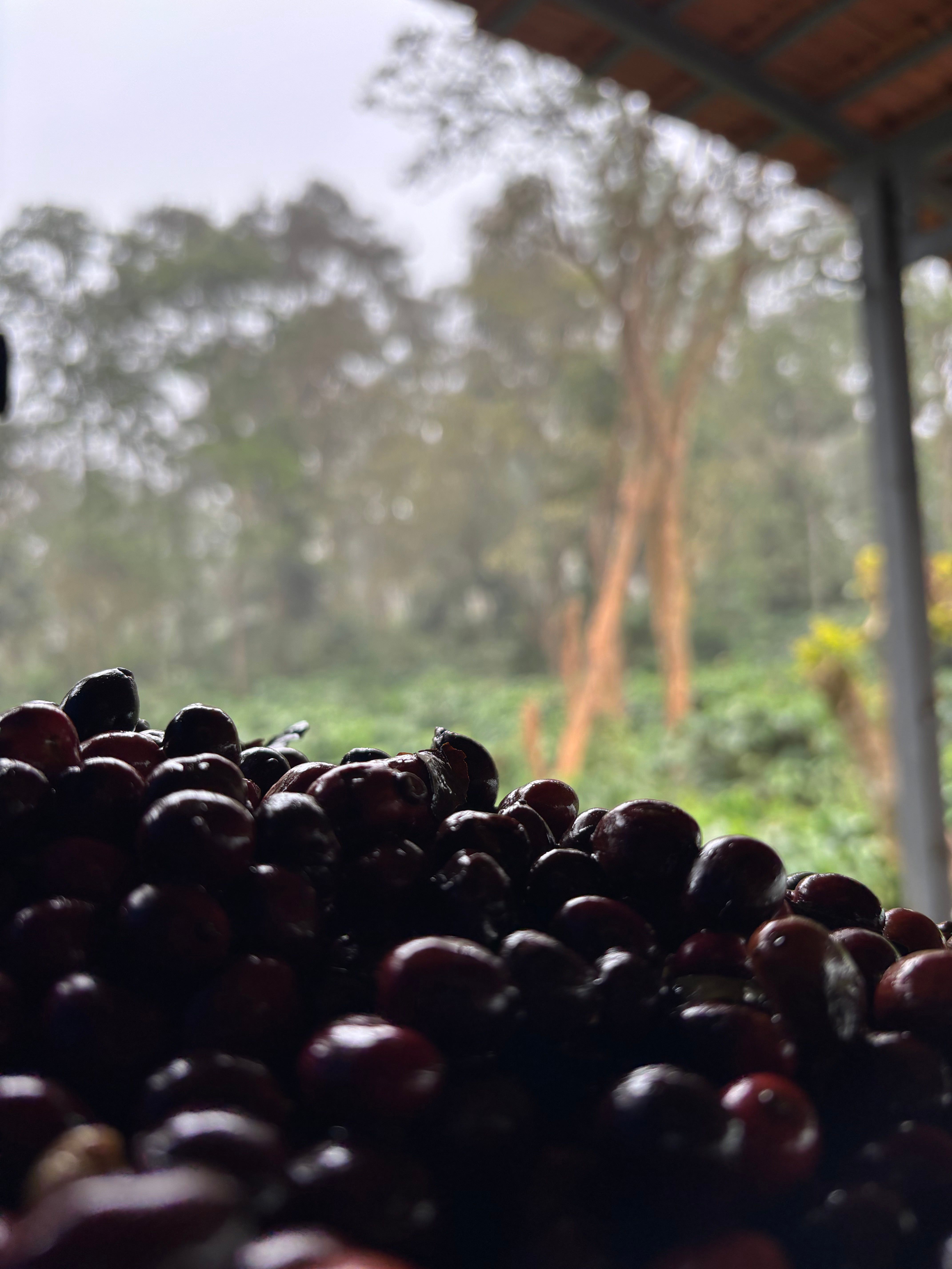 Coffee KarKukaad​​​​‌﻿‍﻿​‍​‍‌‍﻿﻿‌﻿​‍‌‍‍‌‌‍‌﻿‌‍‍‌‌‍﻿‍​‍​‍​﻿‍‍​‍​‍‌﻿​﻿‌‍​‌‌‍﻿‍‌‍‍‌‌﻿‌​‌﻿‍‌​‍﻿‍‌‍‍‌‌‍﻿﻿​‍​‍​‍﻿​​‍​‍‌‍‍​‌﻿​‍‌‍‌‌‌‍‌‍​‍​‍​﻿‍‍​‍​‍‌‍‍​‌﻿‌​‌﻿‌​‌﻿​​‌﻿​﻿​﻿‍‍​‍﻿﻿​‍﻿﻿‌﻿​﻿‌‍﻿﻿​‍﻿‌‌﻿​﻿‌‍​‌‌‍﻿‍‌‍‍‌‌﻿‌​‌﻿‍‌​‍﻿‌‌‍﻿‍‌‍‌‌‌﻿‍​‌﻿‌​‌‍‍‍‌﻿​﻿​‍﻿‌‌﻿‌​‌‍​‌‌﻿‌﻿‌‍﻿‍‌﻿‍‌​‍﻿‍‌﻿‌‍‌‍‌‌‌﻿​‍‌‍​﻿‌‍‌‌‌‍﻿​​‍﻿‍‌‍​‌‌﻿​​‌﻿​​​‍﻿﻿‌‍‍‌‌‍﻿‍‌﻿‌​‌‍‌‌‌‍﻿‍‌﻿‌​​‍﻿﻿‌‍‌‌‌‍‌​‌‍‍‌‌﻿‌​​‍﻿﻿‌‍﻿‌‌‍﻿﻿‌‍‌​‌‍‌‌​﻿﻿‌‌﻿​​‌﻿​‍‌‍‌‌‌﻿​﻿‌‍‌‌‌‍﻿‍‌﻿‌​‌‍​‌‌﻿‌​‌‍‍‌‌‍﻿﻿‌‍﻿‍​﻿‍﻿‌‍‍‌‌‍‌​​﻿﻿‌​﻿​‍‌‍‌‌‌‍‌‌​﻿‍‌‌‍‌‍​﻿​​​﻿‍​‌‍​﻿​‍﻿‌‌‍‌​​﻿‍​​﻿​‍​﻿‌﻿​‍﻿‌​﻿‌​‌‍​﻿‌‍​‍‌‍‌‌​‍﻿‌‌‍​‍‌‍​‌​﻿​​​﻿​‌​‍﻿‌​﻿​​‌‍‌‌‌‍​‌​﻿‌‌‌‍​‍‌‍‌‌​﻿​﻿​﻿‌﻿​﻿​﻿​﻿‌‌​﻿‍​‌‍‌​​﻿‍﻿‌﻿‌​‌﻿‍‌‌﻿​​‌‍‌‌​﻿﻿‌‌﻿​​‌‍﻿﻿‌﻿​﻿‌﻿‌​​﻿‍﻿‌﻿​​‌‍​‌‌﻿‌​‌‍‍​​﻿﻿‌‌‍​﻿‌‍﻿﻿‌﻿‌‍‌‍‌‌‌﻿​‍‌​‍‌‌‍﻿‌‌‍​‌‌‍‌﻿‌‍‌‌​‍﻿‍‌‍​‌‌‍﻿​‌﻿‌​​﻿﻿﻿‌‍​‍‌‍​‌‌﻿​﻿‌‍‌‌‌‌‌‌‌﻿​‍‌‍﻿​​﻿﻿‌‌‍‍​‌﻿‌​‌﻿‌​‌﻿​​‌﻿​﻿​‍‌‌​﻿​﻿‌​​‌​‍‌‌​﻿​‍‌​‌‍​‍‌‌​﻿​‍‌​‌‍‌﻿​﻿‌‍﻿﻿​‍﻿‌‌﻿​﻿‌‍​‌‌‍﻿‍‌‍‍‌‌﻿‌​‌﻿‍‌​‍﻿‌‌‍﻿‍‌‍‌‌‌﻿‍​‌﻿‌​‌‍‍‍‌﻿​﻿​‍﻿‌‌﻿‌​‌‍​‌‌﻿‌﻿‌‍﻿‍‌﻿‍‌​‍﻿‍‌﻿‌‍‌‍‌‌‌﻿​‍‌‍​﻿‌‍‌‌‌‍﻿​​‍﻿‍‌‍​‌‌﻿​​‌﻿​​​‍‌‍‌‍‍‌‌‍‌​​﻿﻿‌​﻿​‍‌‍‌‌‌‍‌‌​﻿‍‌‌‍‌‍​﻿​​​﻿‍​‌‍​﻿​‍﻿‌‌‍‌​​﻿‍​​﻿​‍​﻿‌﻿​‍﻿‌​﻿‌​‌‍​﻿‌‍​‍‌‍‌‌​‍﻿‌‌‍​‍‌‍​‌​﻿​​​﻿​‌​‍﻿‌​﻿​​‌‍‌‌‌‍​‌​﻿‌‌‌‍​‍‌‍‌‌​﻿​﻿​﻿‌﻿​﻿​﻿​﻿‌‌​﻿‍​‌‍‌​​‍‌‍‌﻿‌​‌﻿‍‌‌﻿​​‌‍‌‌​﻿﻿‌‌﻿​​‌‍﻿﻿‌﻿​﻿‌﻿‌​​‍‌‍‌﻿​​‌‍​‌‌﻿‌​‌‍‍​​﻿﻿‌‌‍​﻿‌‍﻿﻿‌﻿‌‍‌‍‌‌‌﻿​‍‌​‍‌‌‍﻿‌‌‍​‌‌‍‌﻿‌‍‌‌​‍﻿‍‌‍​‌‌‍﻿​‌﻿‌​​‍​‍‌﻿﻿‌