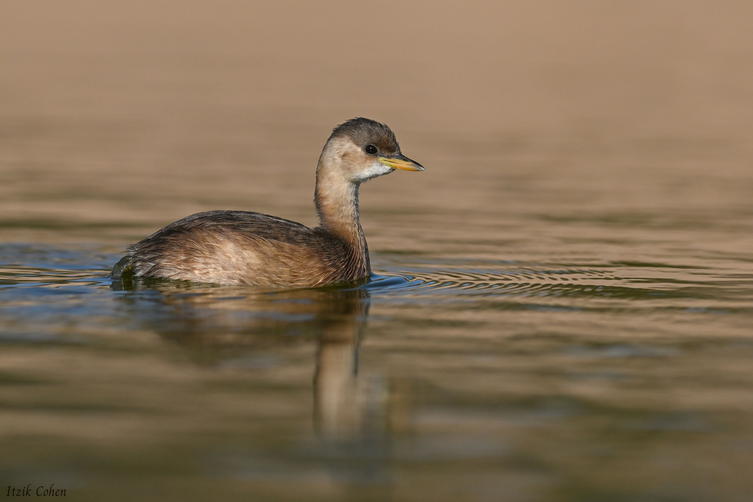 Bird Study 014 by Itzik Cohen