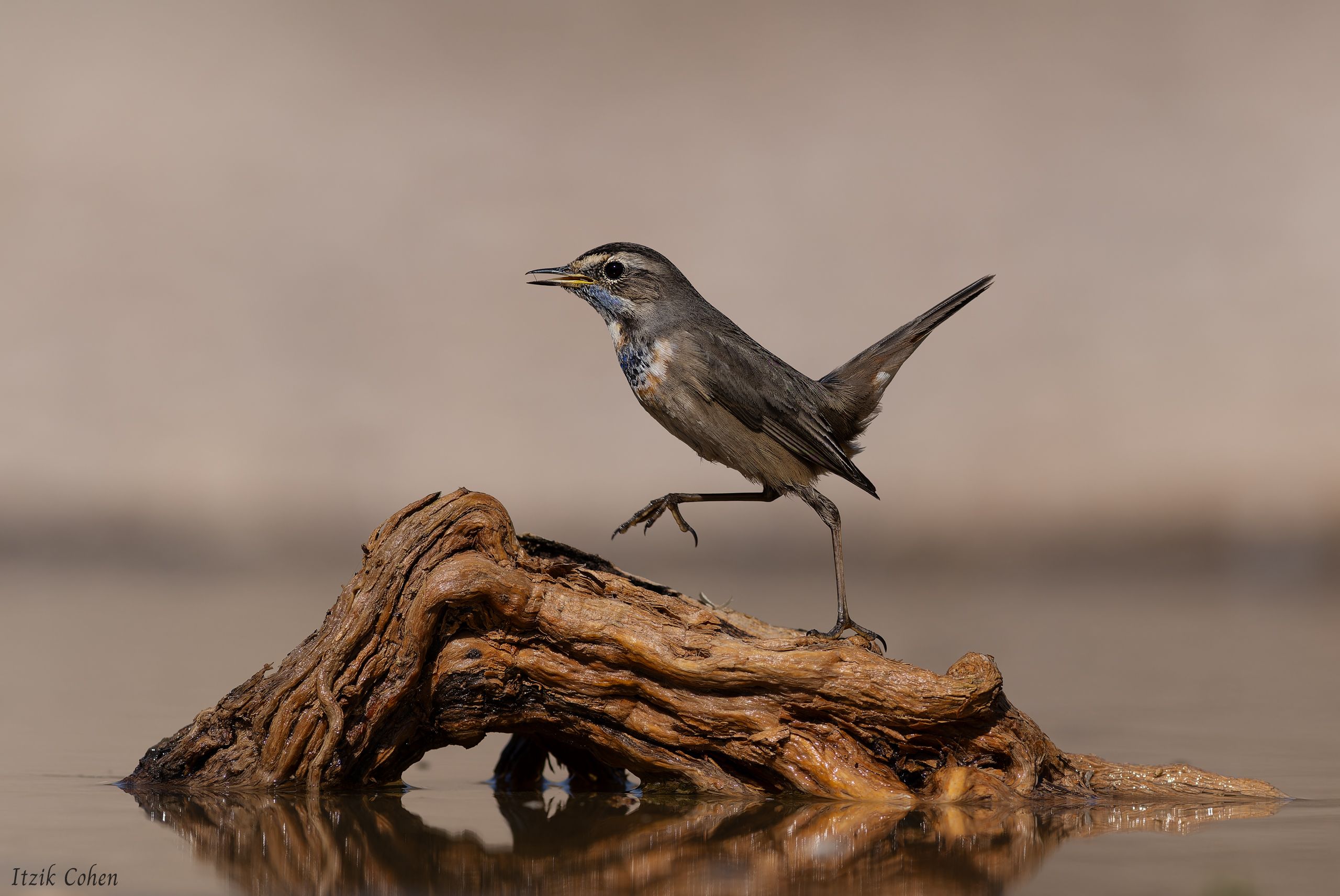 Bird Study 013 by Itzik Cohen