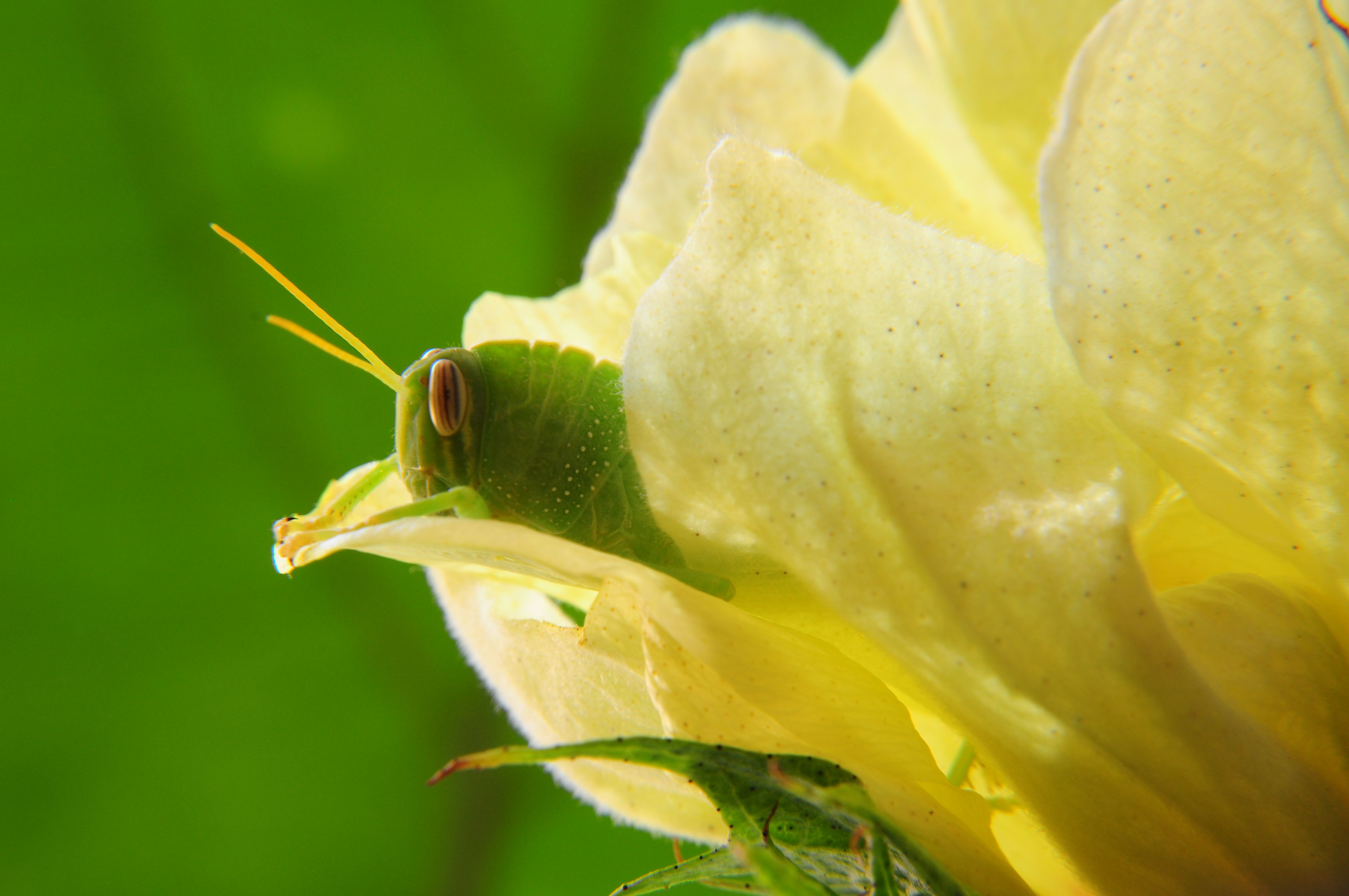 Flora Study 006 by Itzik Cohen