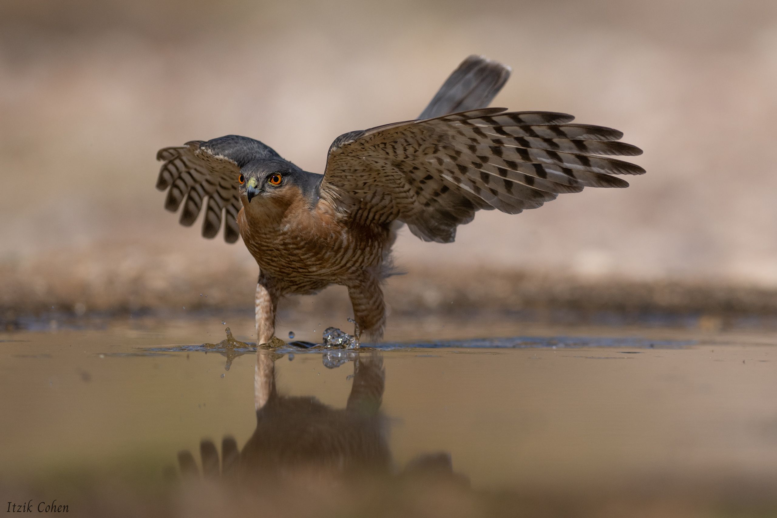 Bird Study 010 by Itzik Cohen