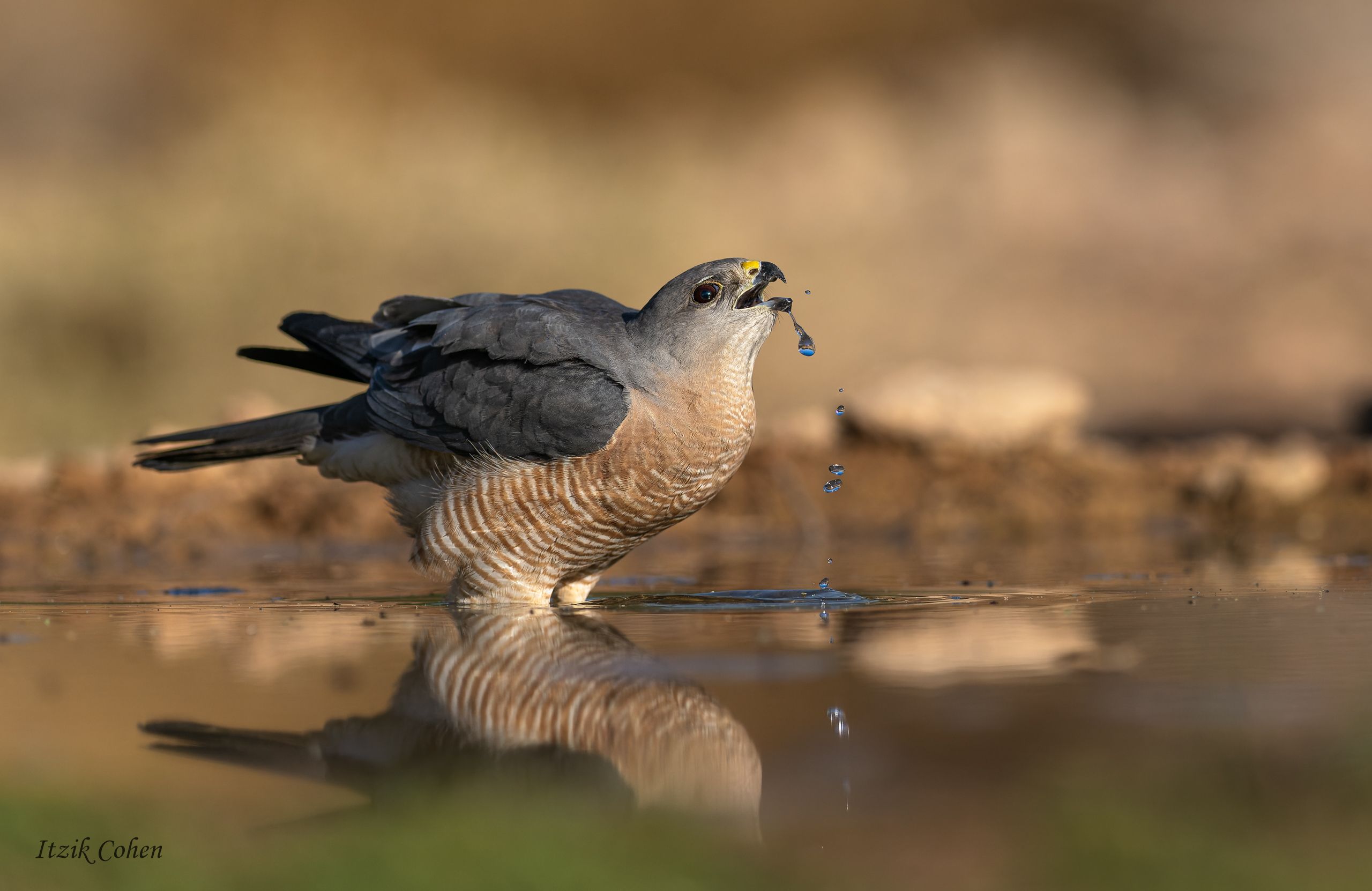 Levant Sparrowhawk