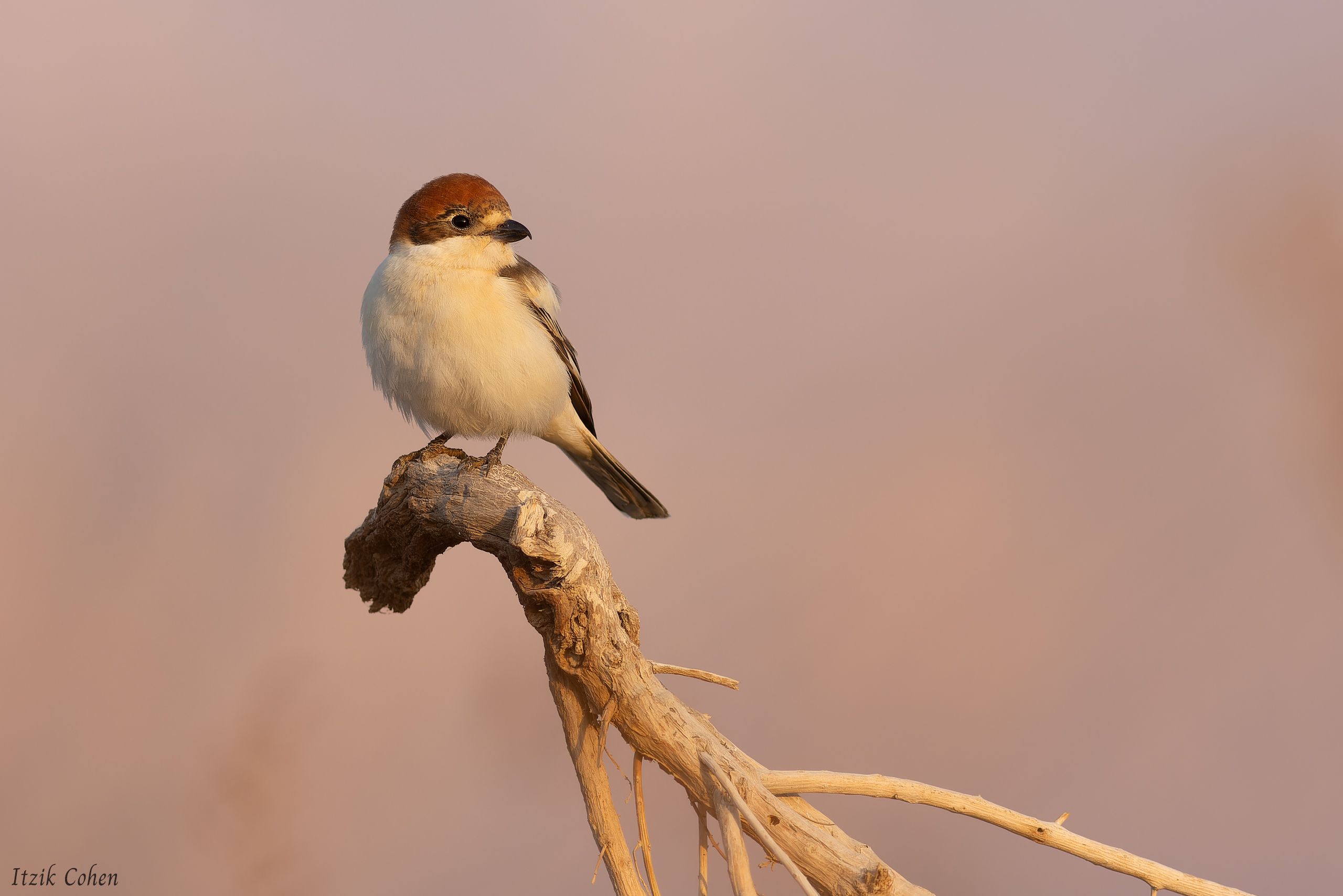 Bird Study 016 by Itzik Cohen