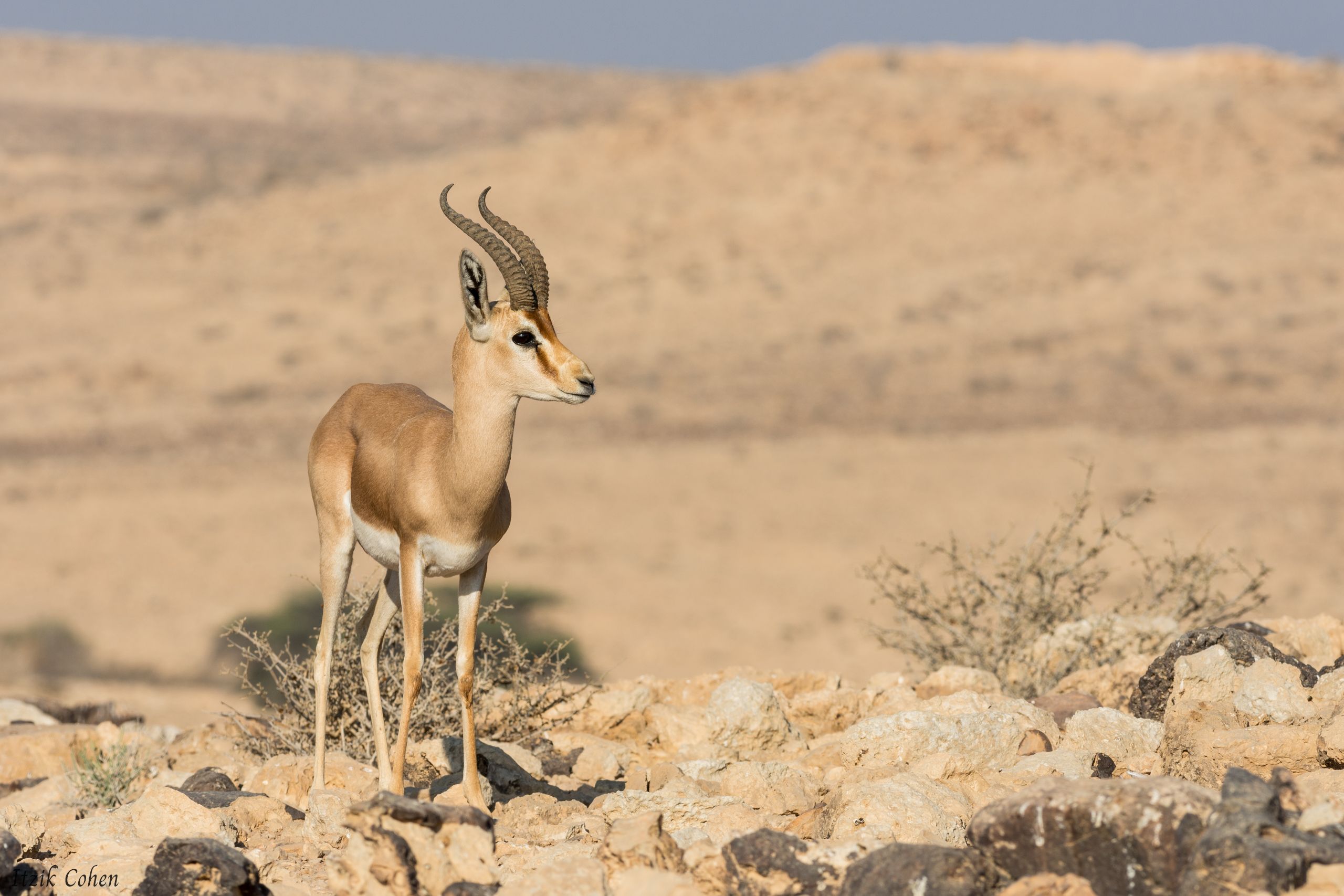 Wildlife category cover