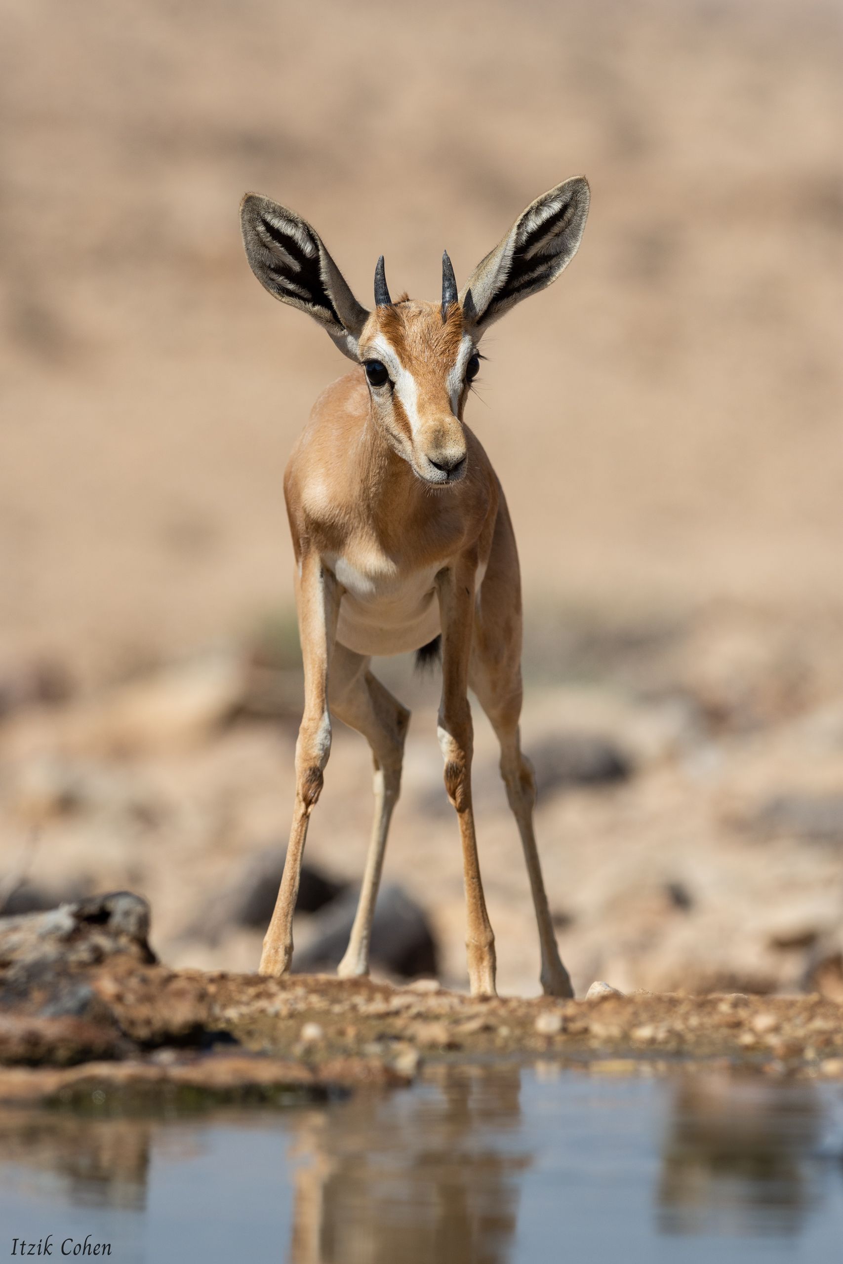 Wildlife Study 004 by Itzik Cohen