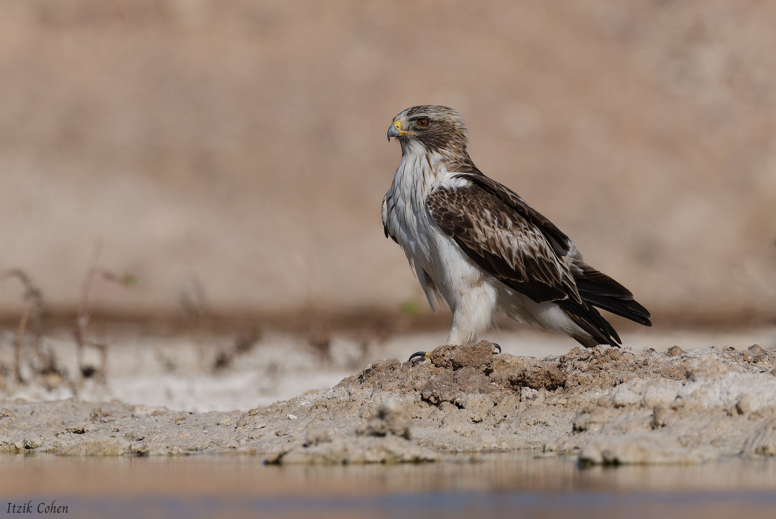Bird Study 021 by Itzik Cohen