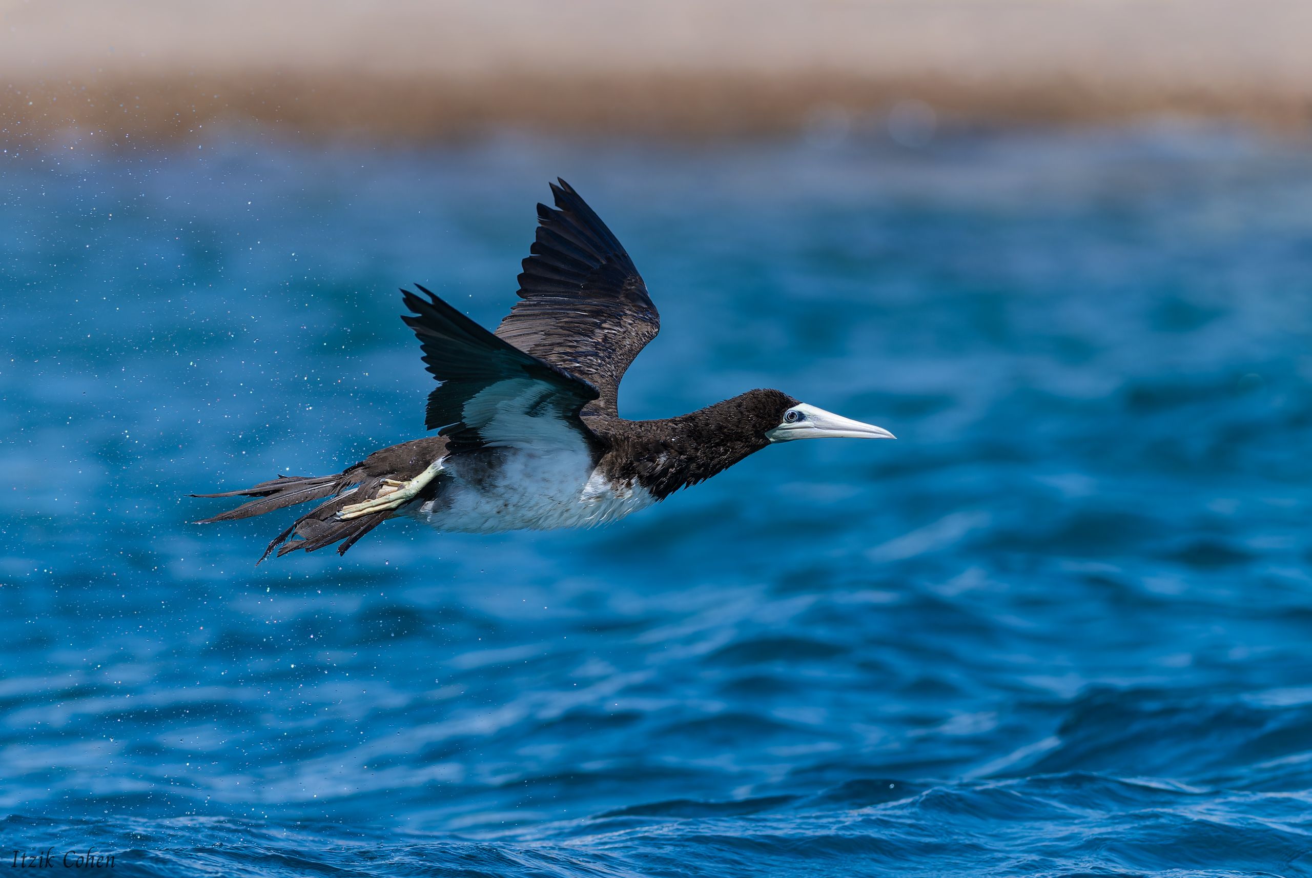 Bird Study 011 by Itzik Cohen