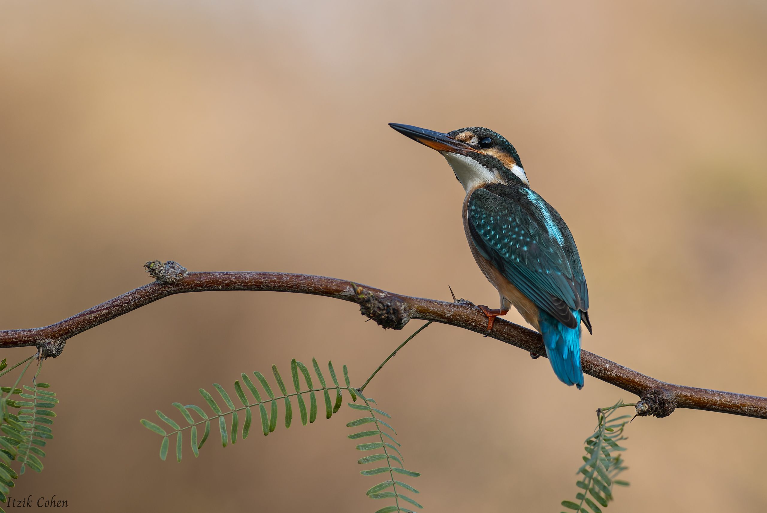 Bird Study 002 by Itzik Cohen