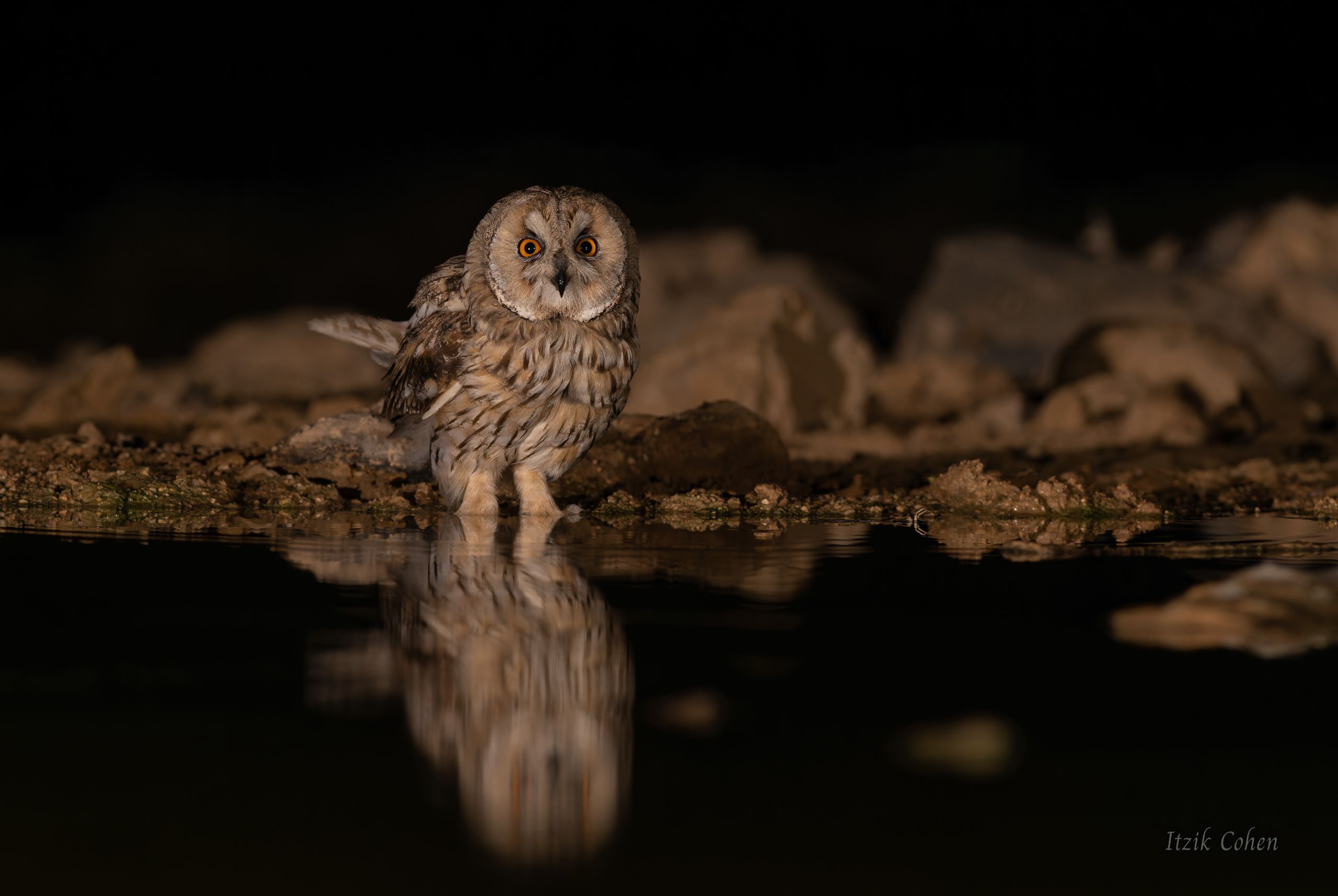 Bird Study 005 by Itzik Cohen