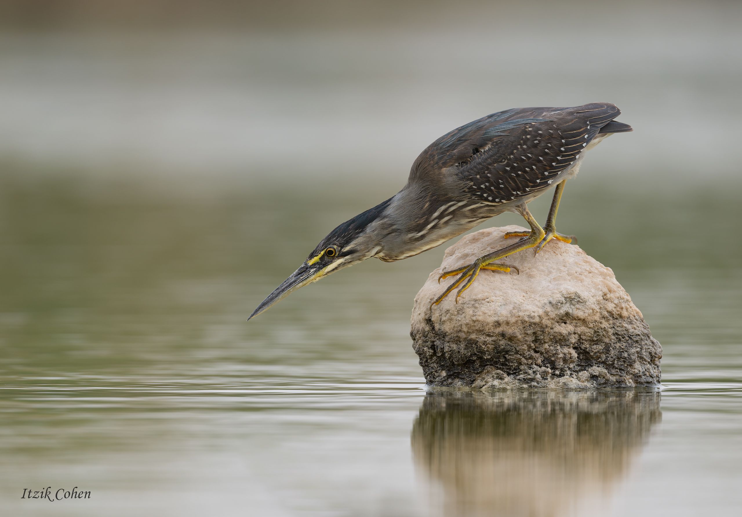 Striated Heron