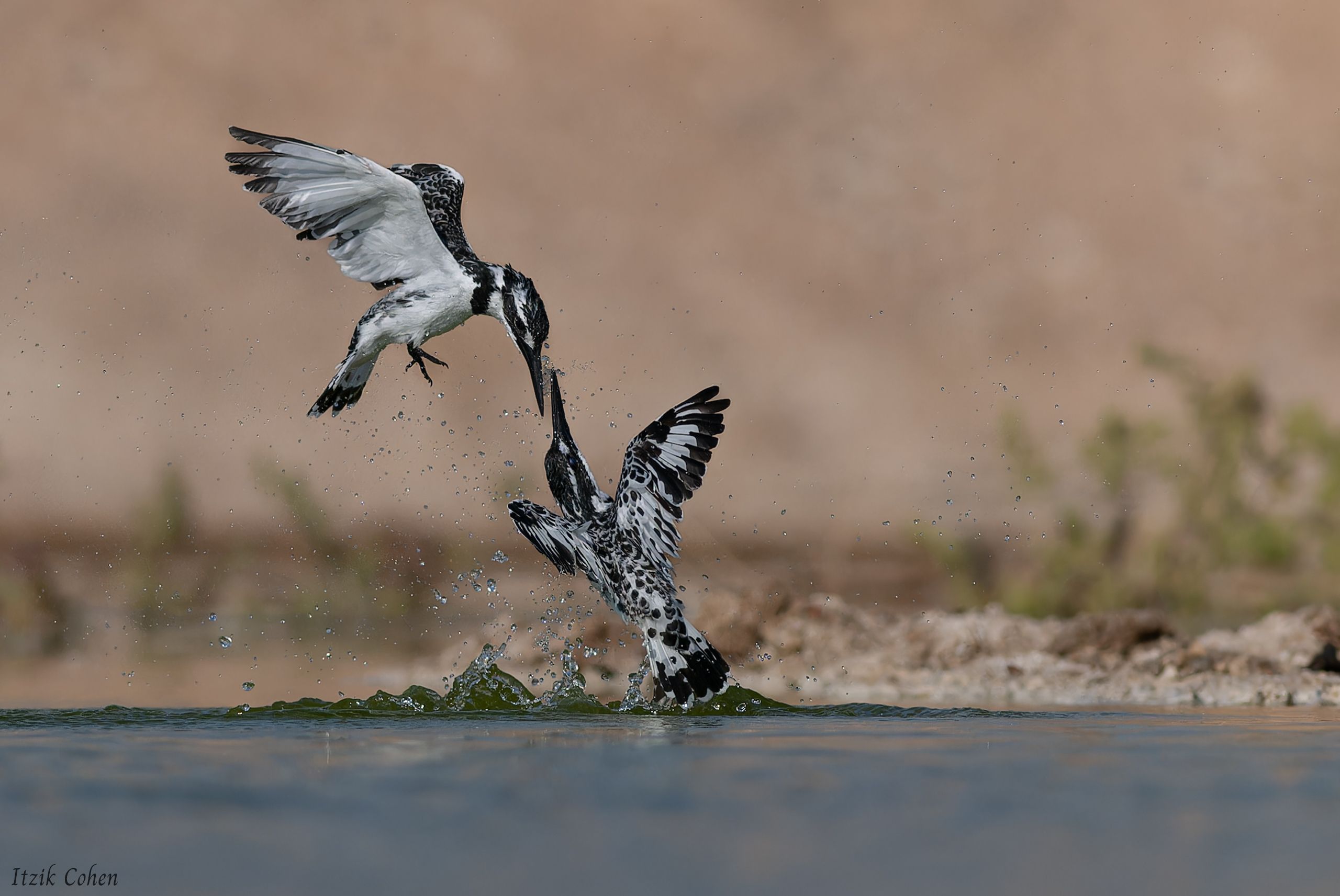 Bird Study 003 by Itzik Cohen