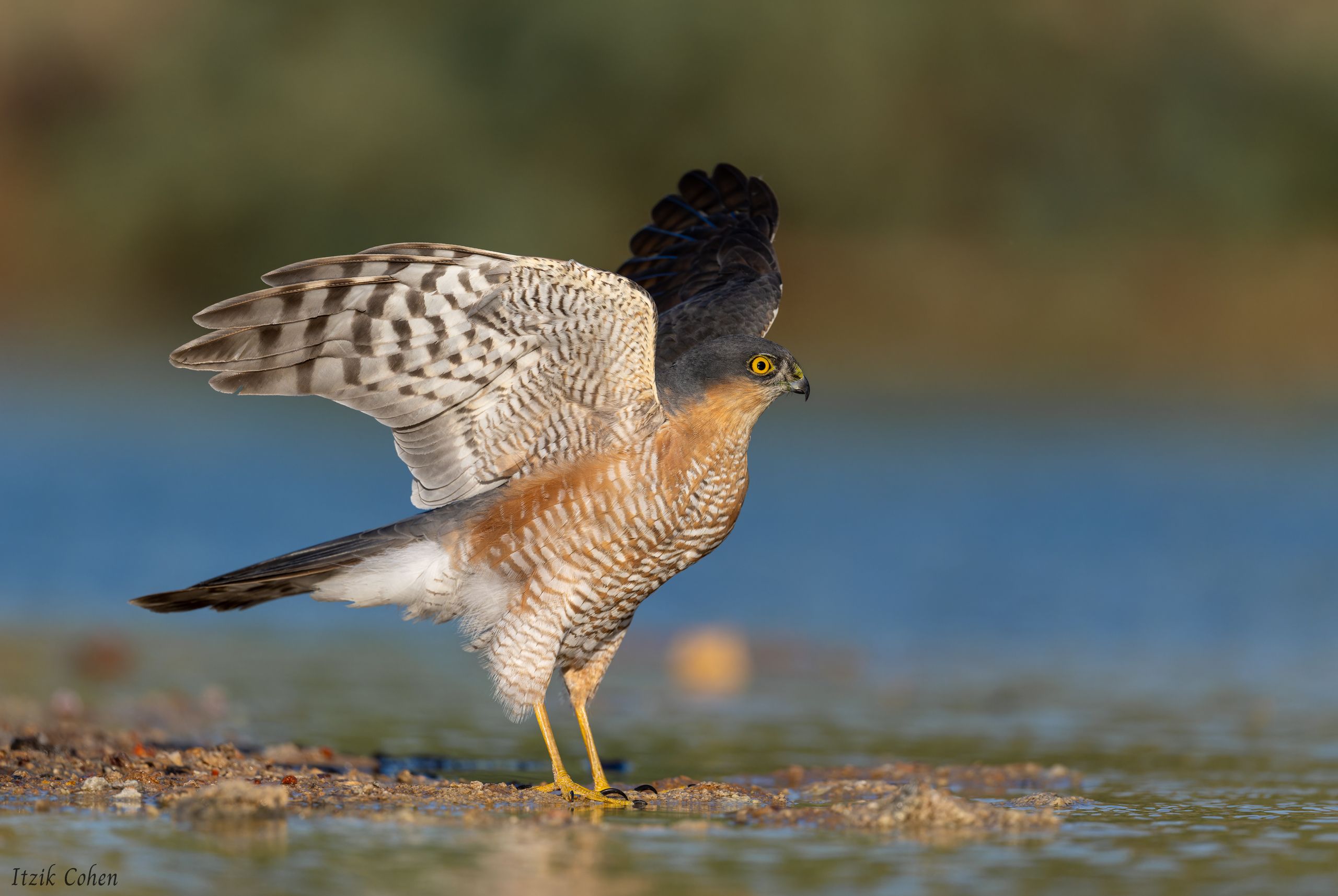 Bird Study 015 by Itzik Cohen